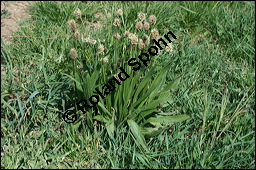 Spitz-Wegerich, Plantago lanceolata, Plantaginaceae, Plantago lanceolata, Spitz-Wegerich, Blühend Kauf von 00835plantago_lanceolata_img_1796.jpg