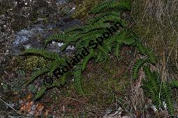 Gewöhnlicher Tüpfelfarn, Engelsüß, Polypodium vulgare, Farne, Polypodium vulgare, Gewöhnlicher Tüpfelfarn, Engelsüß, Habitus Kauf von 00843_polypodium_vulgare_dsc_1137.jpg