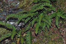 Gewöhnlicher Tüpfelfarn, Engelsüß, Polypodium vulgare, Farne, Polypodium vulgare, Gewöhnlicher Tüpfelfarn, Engelsüß, Habitus Kauf von 00843_polypodium_vulgare_dsc_1138.jpg