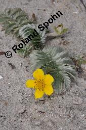 Gänse-Fingerkraut, Potentilla anserina, Potentilla anserina, Gänse-Fingerkraut, Rosaceae, Habitus blühend Kauf von 00847_potentilla_anserina_dsc_4475.jpg