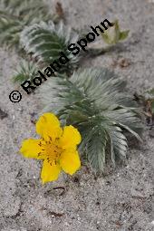 Gänse-Fingerkraut, Potentilla anserina, Potentilla anserina, Gänse-Fingerkraut, Rosaceae, Habitus blühend Kauf von 00847_potentilla_anserina_dsc_4476.jpg