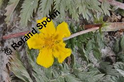 Gänse-Fingerkraut, Potentilla anserina, Potentilla anserina, Gänse-Fingerkraut, Rosaceae, Habitus blühend Kauf von 00847_potentilla_anserina_dsc_4477.jpg