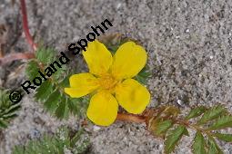 Gänse-Fingerkraut, Potentilla anserina, Potentilla anserina, Gänse-Fingerkraut, Rosaceae, Habitus blühend Kauf von 00847_potentilla_anserina_dsc_4478.jpg