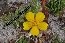 Gänse-Fingerkraut, Potentilla anserina, Potentilla anserina, Gänse-Fingerkraut, Rosaceae, Habitus blühend Kauf von 00847_potentilla_anserina_dsc_4479.jpg