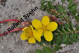 Gnse-Fingerkraut, Potentilla anserina, Potentilla anserina, Gnse-Fingerkraut, Rosaceae, Habitus blhend Kauf von 00847_potentilla_anserina_dsc_4482.jpg