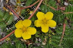 Gänse-Fingerkraut, Potentilla anserina, Potentilla anserina, Gänse-Fingerkraut, Rosaceae, Habitus blühend Kauf von 00847_potentilla_anserina_dsc_4483.jpg