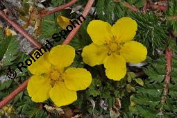 Gänse-Fingerkraut, Potentilla anserina, Potentilla anserina, Gänse-Fingerkraut, Rosaceae, Habitus blühend Kauf von 00847_potentilla_anserina_dsc_4484.jpg