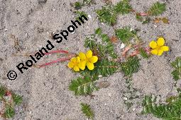 Gnse-Fingerkraut, Potentilla anserina, Potentilla anserina, Gnse-Fingerkraut, Rosaceae, Habitus blhend Kauf von 00847_potentilla_anserina_dsc_4486.jpg