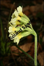 Hohe Schlüsselblume, Wald-Schlüsselblume, Primula elatior, Primulaceae, Primula elatior, Hohe Schlüsselblume, Wald-Schlüsselblume, Blühend Kauf von 00850primula_elatiorimg_5879.jpg