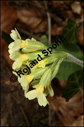 Hohe Schlüsselblume, Wald-Schlüsselblume, Primula elatior, Primulaceae, Primula elatior, Hohe Schlüsselblume, Wald-Schlüsselblume, Blühend Kauf von 00850primula_elatiorimg_5880.jpg