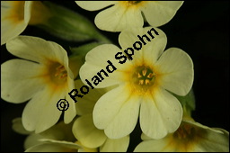 Hohe Schlüsselblume, Wald-Schlüsselblume, Primula elatior, Primulaceae, Primula elatior, Hohe Schlüsselblume, Wald-Schlüsselblume, Blühend Kauf von 00850primula_elatiorimg_5882.jpg