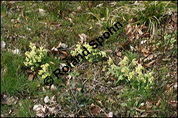 Hohe Schlüsselblume, Wald-Schlüsselblume, Primula elatior, Primulaceae, Primula elatior, Hohe Schlüsselblume, Wald-Schlüsselblume, Blühend Kauf von 00850primula_elatiorimg_5902.jpg