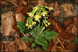 Hohe Schlüsselblume, Wald-Schlüsselblume, Primula elatior, Primulaceae, Primula elatior, Hohe Schlüsselblume, Wald-Schlüsselblume, Blühend Kauf von 00850primula_elatiorimg_5903.jpg