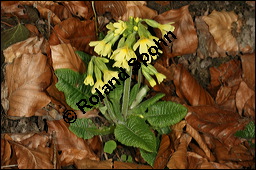 Hohe Schlsselblume, Wald-Schlsselblume, Primula elatior, Primulaceae, Primula elatior, Hohe Schlsselblume, Wald-Schlsselblume, Blhend Kauf von 00850primula_elatiorimg_5903.jpg