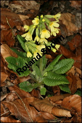 Hohe Schlüsselblume, Wald-Schlüsselblume, Primula elatior, Primulaceae, Primula elatior, Hohe Schlüsselblume, Wald-Schlüsselblume, Blühend Kauf von 00850primula_elatiorimg_5904.jpg