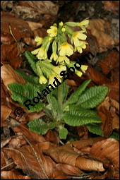 Hohe Schlsselblume, Wald-Schlsselblume, Primula elatior, Primulaceae, Primula elatior, Hohe Schlsselblume, Wald-Schlsselblume, Blhend Kauf von 00850primula_elatiorimg_5904.jpg