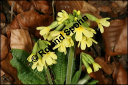 Hohe Schlüsselblume, Wald-Schlüsselblume, Primula elatior, Primulaceae, Primula elatior, Hohe Schlüsselblume, Wald-Schlüsselblume, Blühend Kauf von 00850primula_elatiorimg_5905.jpg