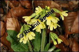 Hohe Schlsselblume, Wald-Schlsselblume, Primula elatior, Primulaceae, Primula elatior, Hohe Schlsselblume, Wald-Schlsselblume, Blhend Kauf von 00850primula_elatiorimg_5905.jpg