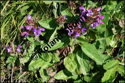 Großblütige Braunelle, Prunella grandiflora, Lamiaceae, Prunella grandiflora, Großblütige Braunelle, Blühend Kauf von 00853prunella_grandifloraimg_3210.jpg