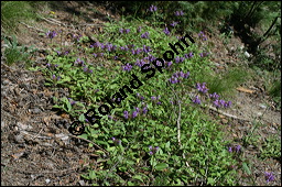 Grobltige Braunelle, Prunella grandiflora, Lamiaceae, Prunella grandiflora, Grobltige Braunelle, Blhend Kauf von 00853prunella_grandifloraimg_3439.jpg