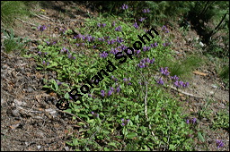 Großblütige Braunelle, Prunella grandiflora, Lamiaceae, Prunella grandiflora, Großblütige Braunelle, Blühend Kauf von 00853prunella_grandifloraimg_3439.jpg