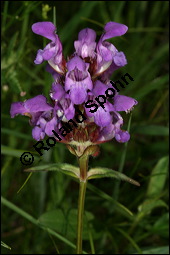 Grobltige Braunelle, Prunella grandiflora, Lamiaceae, Prunella grandiflora, Grobltige Braunelle, Blhend Kauf von 00853prunella_grandifloraimg_8047.jpg