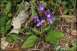 Großblütige Braunelle, Prunella grandiflora, Lamiaceae, Prunella grandiflora, Großblütige Braunelle, Blühend Kauf von 00853prunella_grandifloraimg_8048.jpg