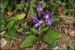 Grobltige Braunelle, Prunella grandiflora, Lamiaceae, Prunella grandiflora, Grobltige Braunelle, Blhend Kauf von 00853prunella_grandifloraimg_8049.jpg