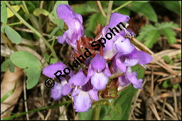 Großblütige Braunelle, Prunella grandiflora, Lamiaceae, Prunella grandiflora, Großblütige Braunelle, Blühend Kauf von 00853prunella_grandifloraimg_8050.jpg