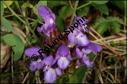 Großblütige Braunelle, Prunella grandiflora, Lamiaceae, Prunella grandiflora, Großblütige Braunelle, Blühend Kauf von 00853prunella_grandifloraimg_8051.jpg