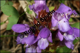 Grobltige Braunelle, Prunella grandiflora, Lamiaceae, Prunella grandiflora, Grobltige Braunelle, Blhend Kauf von 00853prunella_grandifloraimg_8052.jpg