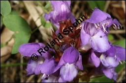 Großblütige Braunelle, Prunella grandiflora, Lamiaceae, Prunella grandiflora, Großblütige Braunelle, Blühend Kauf von 00853prunella_grandifloraimg_8053.jpg