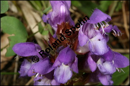 Grobltige Braunelle, Prunella grandiflora, Lamiaceae, Prunella grandiflora, Grobltige Braunelle, Blhend Kauf von 00853prunella_grandifloraimg_8054.jpg