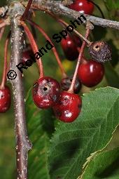 Süß-Kirsche, Prunus avium, Rosaceae, Prunus avium, Süß-Kirsche, Habitus im Winter mit Reif Kauf von 00855_prunus_avium_dsc_6205.jpg