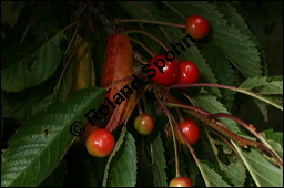 Süß-Kirsche, Prunus avium, Rosaceae, Prunus avium, Süß-Kirsche, Habitus im Winter mit Reif Kauf von 00855prunus_aviumimg_2590.jpg