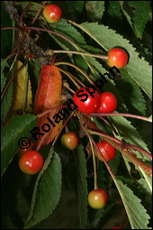 Süß-Kirsche, Prunus avium, Rosaceae, Prunus avium, Süß-Kirsche, Habitus im Winter mit Reif Kauf von 00855prunus_aviumimg_2591.jpg