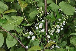 Gewhnliche Traubenkirsche, Prunus padus, Rosaceae, Prunus padus, Gewhnliche Traubenkirsche, Blatt Kauf von 00858_prunus_padus_dsc_3495.jpg