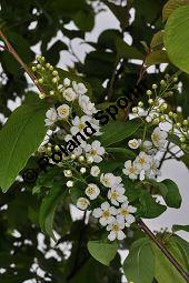 Gewhnliche Traubenkirsche, Prunus padus, Rosaceae, Prunus padus, Gewhnliche Traubenkirsche, Blatt Kauf von 00858_prunus_padus_dsc_3496.jpg