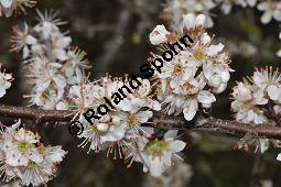 Gewöhnliche Schlehe, Schwarzdorn, Prunus spinosa, Rosaceae, Prunus spinosa, Gewöhnliche Schlehe, Schwarzdorn, Habitus blühend Kauf von 00859_prunus_spinosa_dsc_3305.jpg