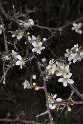 Gewöhnliche Schlehe, Schwarzdorn, Prunus spinosa, Rosaceae, Prunus spinosa, Gewöhnliche Schlehe, Schwarzdorn, Habitus blühend Kauf von 00859_prunus_spinosa_dsc_3315.jpg