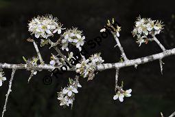 Gewöhnliche Schlehe, Schwarzdorn, Prunus spinosa, Rosaceae, Prunus spinosa, Gewöhnliche Schlehe, Schwarzdorn, Habitus blühend Kauf von 00859_prunus_spinosa_dsc_3316.jpg