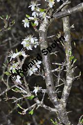 Gewöhnliche Schlehe, Schwarzdorn, Prunus spinosa, Rosaceae, Prunus spinosa, Gewöhnliche Schlehe, Schwarzdorn, Habitus blühend Kauf von 00859_prunus_spinosa_dsc_3317.jpg