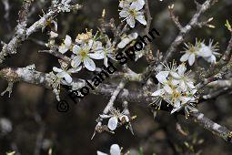 Gewöhnliche Schlehe, Schwarzdorn, Prunus spinosa, Rosaceae, Prunus spinosa, Gewöhnliche Schlehe, Schwarzdorn, Habitus blühend Kauf von 00859_prunus_spinosa_dsc_3318.jpg