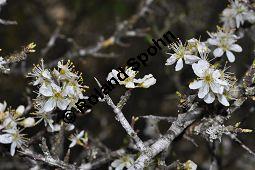 Gewöhnliche Schlehe, Schwarzdorn, Prunus spinosa, Rosaceae, Prunus spinosa, Gewöhnliche Schlehe, Schwarzdorn, Habitus blühend Kauf von 00859_prunus_spinosa_dsc_3319.jpg