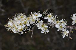 Gewöhnliche Schlehe, Schwarzdorn, Prunus spinosa, Rosaceae, Prunus spinosa, Gewöhnliche Schlehe, Schwarzdorn, Habitus blühend Kauf von 00859_prunus_spinosa_dsc_3320.jpg