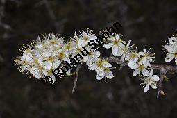 Gewöhnliche Schlehe, Schwarzdorn, Prunus spinosa, Rosaceae, Prunus spinosa, Gewöhnliche Schlehe, Schwarzdorn, Habitus blühend Kauf von 00859_prunus_spinosa_dsc_3321.jpg