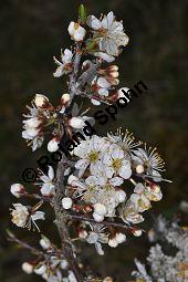 Gewöhnliche Schlehe, Schwarzdorn, Prunus spinosa, Rosaceae, Prunus spinosa, Gewöhnliche Schlehe, Schwarzdorn, Habitus blühend Kauf von 00859_prunus_spinosa_dsc_3322.jpg