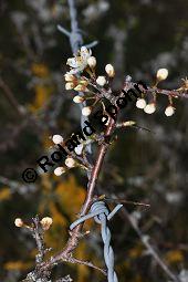 Gewöhnliche Schlehe, Schwarzdorn, Prunus spinosa, Rosaceae, Prunus spinosa, Gewöhnliche Schlehe, Schwarzdorn, Habitus blühend Kauf von 00859_prunus_spinosa_dsc_3323.jpg