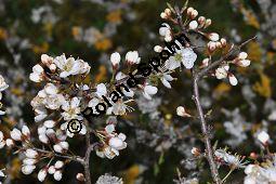 Gewöhnliche Schlehe, Schwarzdorn, Prunus spinosa, Rosaceae, Prunus spinosa, Gewöhnliche Schlehe, Schwarzdorn, Habitus blühend Kauf von 00859_prunus_spinosa_dsc_3324.jpg