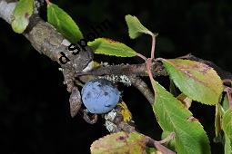 Gewhnliche Schlehe, Schwarzdorn, Prunus spinosa, Rosaceae, Prunus spinosa, Gewhnliche Schlehe, Schwarzdorn, Habitus blhend Kauf von 00859_prunus_spinosa_dsc_3790.jpg